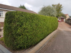 Hedge cutting south lanarkshire